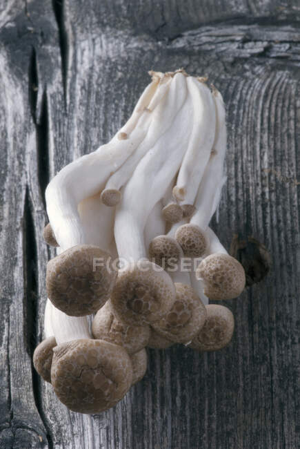 Крупный план коричневого гриба Шимеджи — стоковое фото