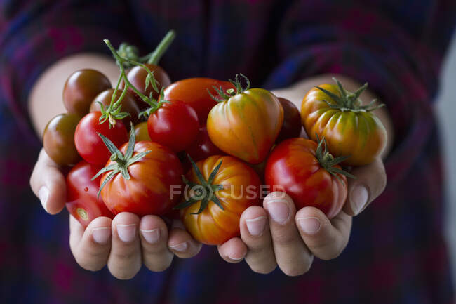 Manos que sostienen diferentes variedades de tomate - foto de stock