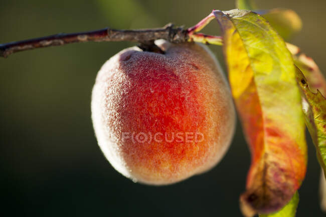 Персик на дереві — стокове фото