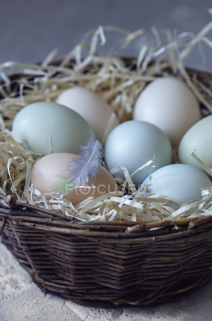 Pastel coloured eggs in a nest — Stock Photo
