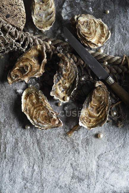 Huîtres non ouvertes sur fond de pierre — Photo de stock