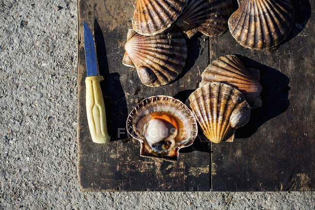 Scallops on a wooden board — Stock Photo