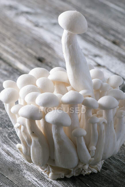 Shimeji mushroom on wooden background — Stock Photo