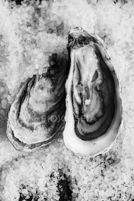 Oysters on salt, Sweden. — Stock Photo