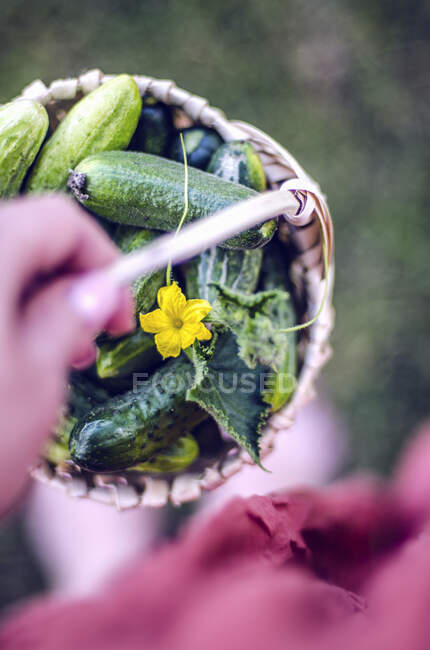 Uma mão segurando uma cesta de pepinos frescos — Fotografia de Stock