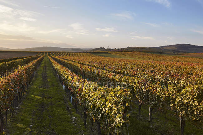 Vines in autumn, Burgenland, Austria — Stock Photo