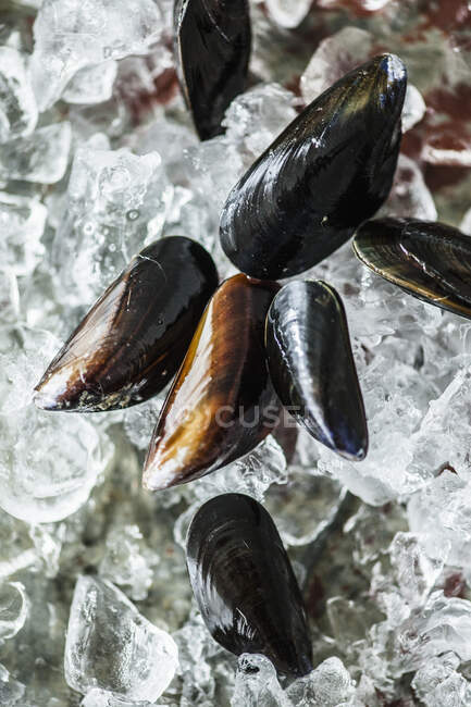 Moules fraîches sur glace — Photo de stock