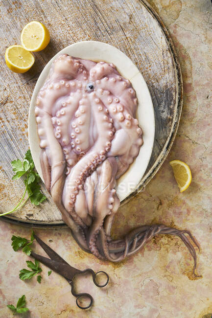 Still life of fresh octopus — Stock Photo
