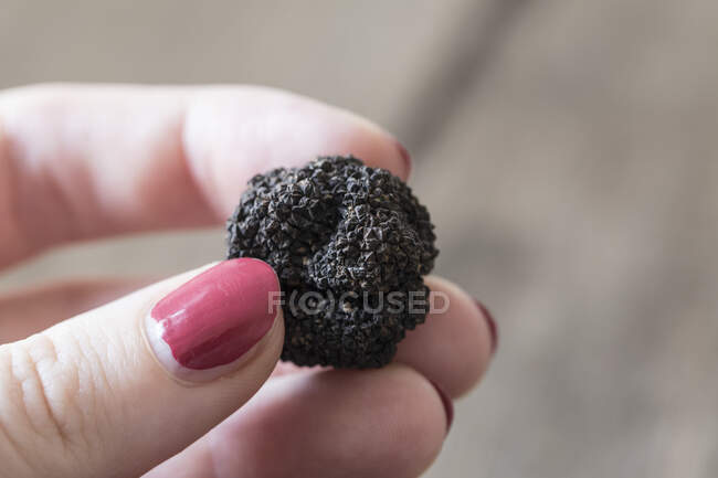 A woman holding a black truffle from Florence — Stock Photo
