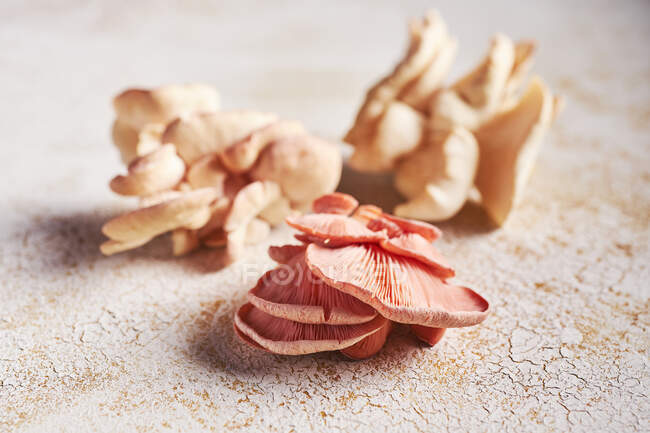 Primer plano de deliciosos champiñones de ostra rosa - foto de stock