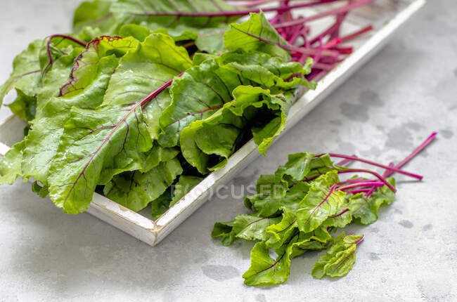 Chard leaves on a gray surface — Stock Photo