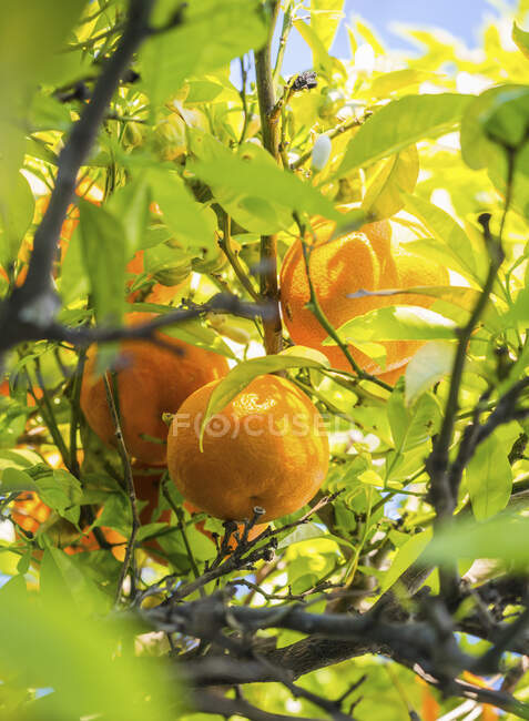 Portuguese oranges growing on a tree (Algarve region) — Stock Photo