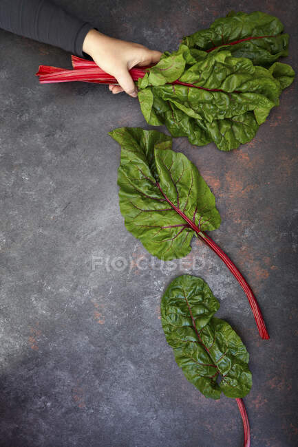 A hand holding red-stemmed chard — Stock Photo