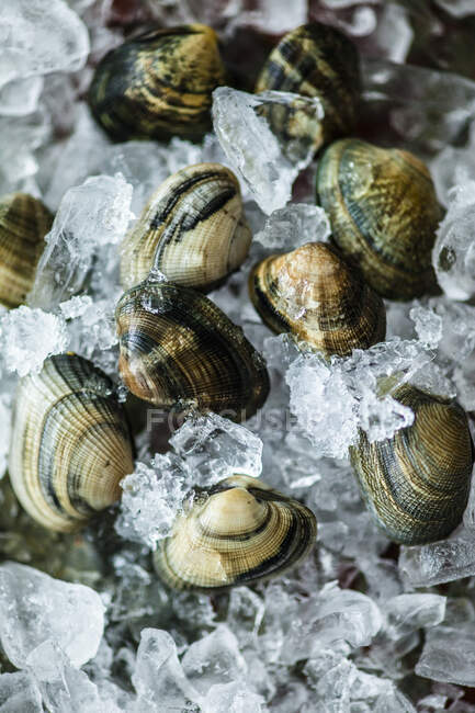Fresh clams on ice — Stock Photo