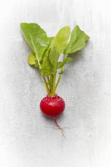 A radish with leaves — Stock Photo