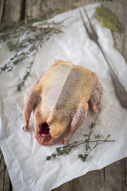 Bresse pigeon with thyme on paper — Stock Photo