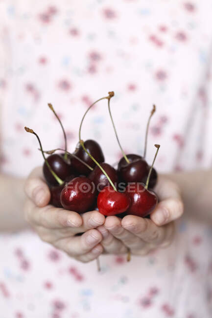 Mains de fille tenant des cerises fraîches — Photo de stock