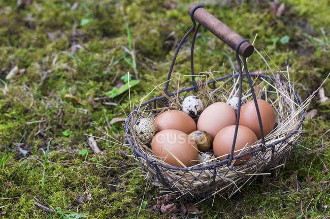 Куриные яйца и перепелиные яйца в корзине с сеном — стоковое фото