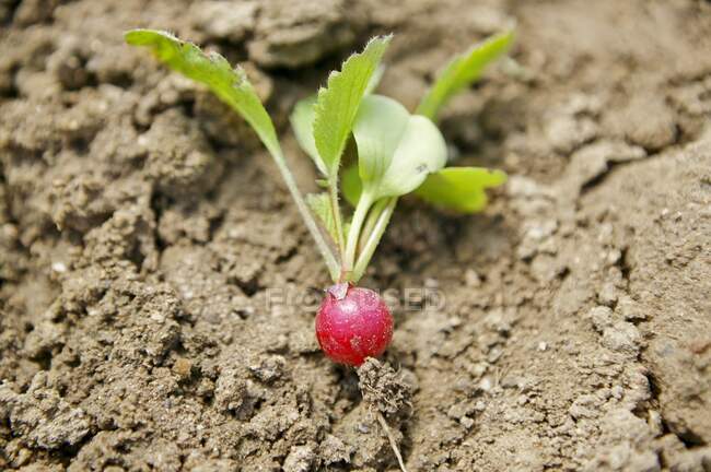 Freshly harvested radish on the ground — Stock Photo
