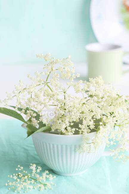 Flores frescas de saúco y hojas en un tazón blanco frente a una taza de café y un plato de esmalte - foto de stock