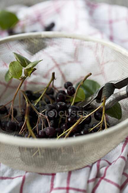 Aronia berries in a sieve — Stock Photo