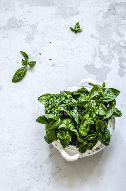 Bouquet of green basil in an old tureen on a concrete background — Stock Photo