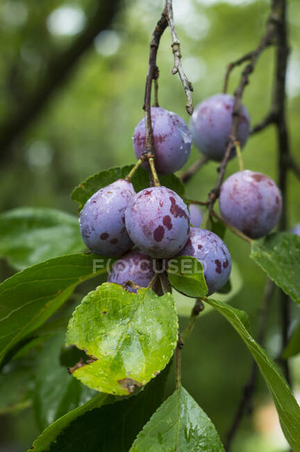 Ciruelas azules de verano en la rama con gotas de lluvia - foto de stock