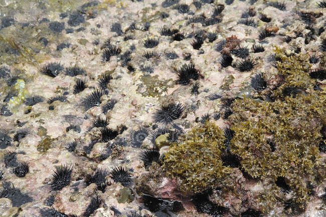 Морські урчіни у воді — стокове фото