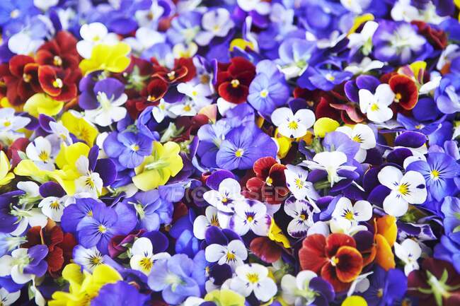 Various different coloured pansies (full frame) — Stock Photo