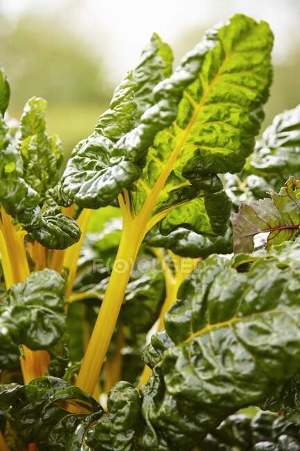 Yellow-stemmed chard growing in a garden — Stock Photo