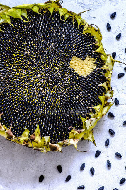 Стигле насіння соняшнику та соняшнику випало як серце — стокове фото