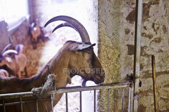 Крупный план милой козы в горах — стоковое фото