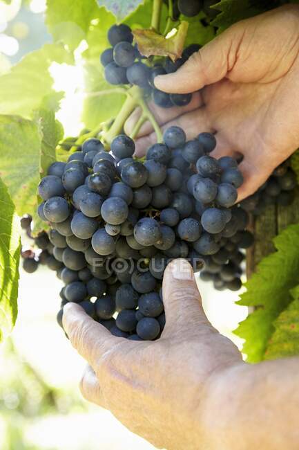 Синий виноград на виноградной лозе — стоковое фото