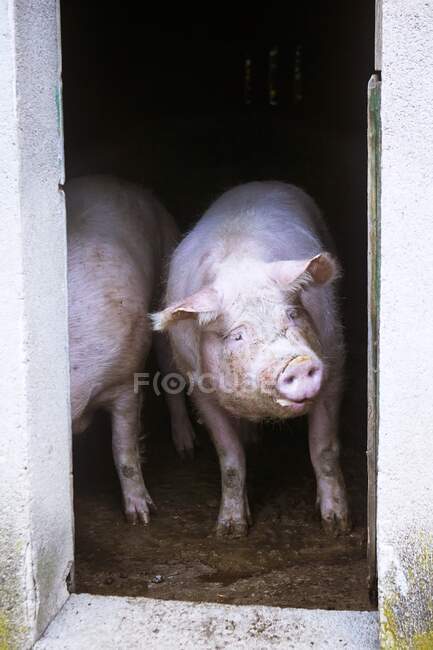 Cerdo en la granja - foto de stock