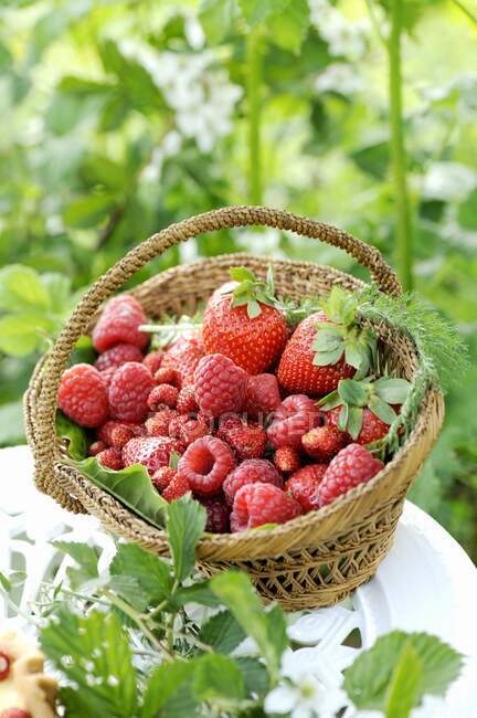 Frambuesas frescas, fresas y fresas silvestres en una pequeña canasta - foto de stock