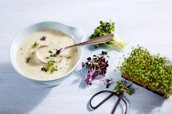 Kressesuppe mit Gartenkresse, Rettichkresse und Daikonkresse — Stockfoto