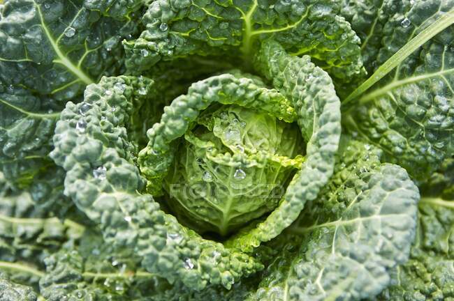 Close up of fresh organic savoy cabbage — Stock Photo