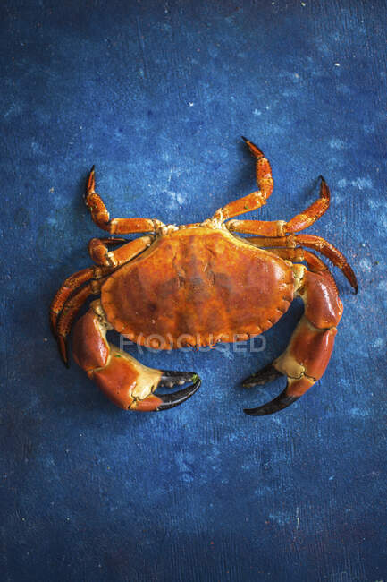 Un crabe sur fond bleu — Photo de stock