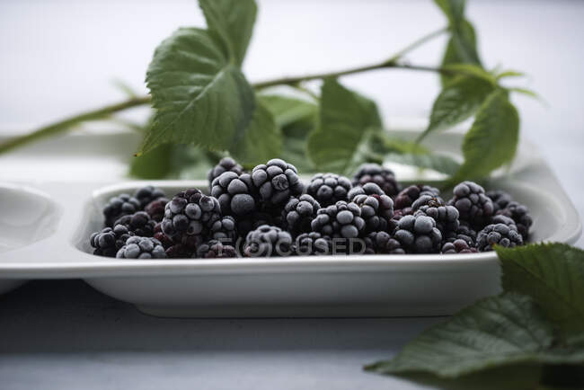Frozen blackberries in small plate with green leaves — Stock Photo
