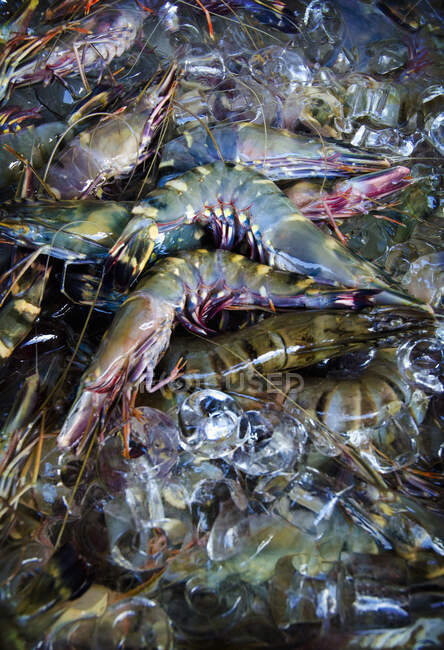 A close up of raw brightly colored tiger prawns at a market in Bali — Stock Photo