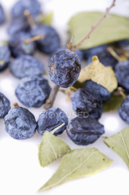 Dried sloes (close-up) — Stock Photo