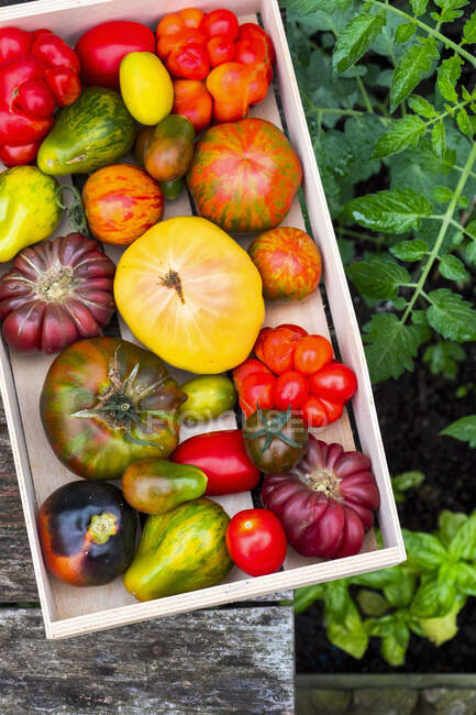 Diverses tomates héritées dans une caisse — Photo de stock