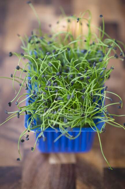 A box of rock chives sprouts — Stock Photo