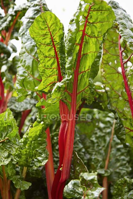 Red-stemmed chard growing in the garden — Stock Photo