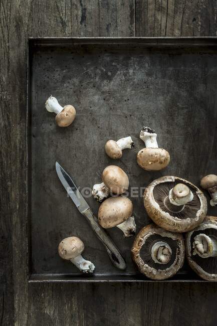 Portobello and brown mushrooms with earth still attached on a grey metal tray with knife — Stock Photo