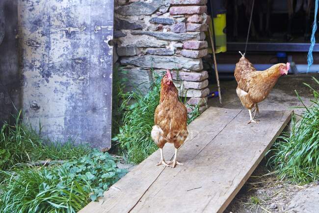 Pollos en gallinero en una granja - foto de stock