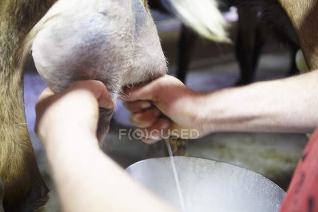 A Goat Being Milked — Stock Photo