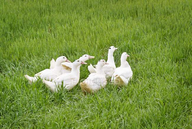 Белые гуси на траве — стоковое фото
