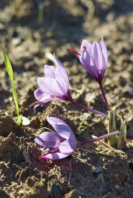 Saffron crocuses growing in the soil — Stock Photo