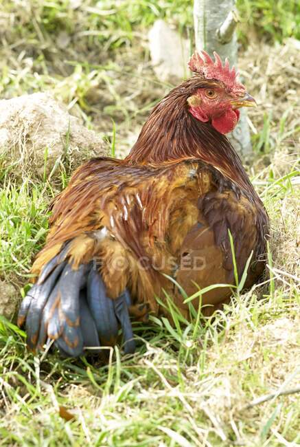 Pollo en la granja - foto de stock
